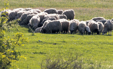 Osumnjičen za zagađivanje stočne hrane