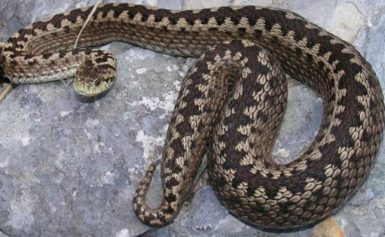 Čuvati se zmija, Srpska i Federacija BiH bez seruma