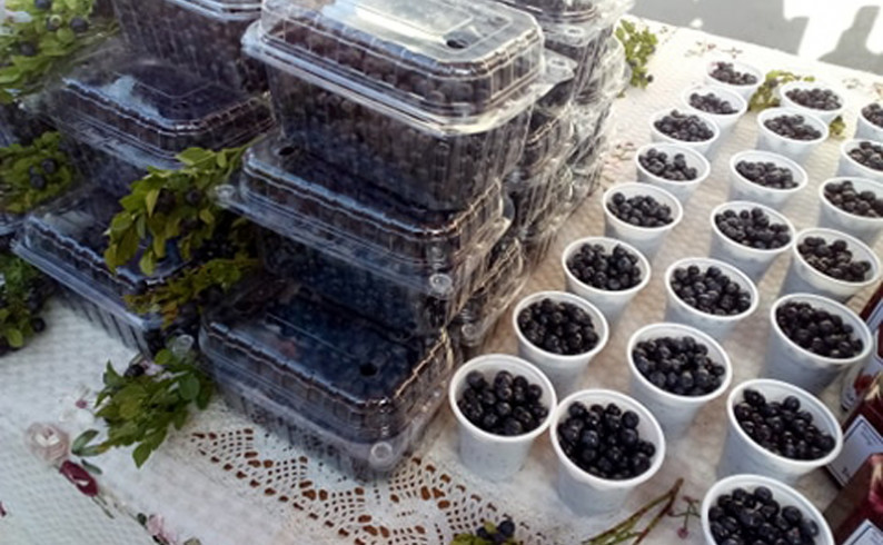 Turistička organizacija: U slavu plavičastog blaga fočanskih planina