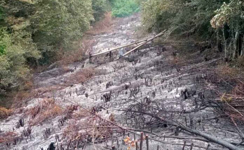 Sve veći broj požara- vatrogasci jedva stižu da ih gase