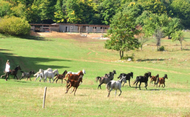 Velenići: Rajsko mjesto za arapske boričke konje