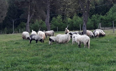 Podrška manjim poljoprivrednicima da dostignu prag za podsticaj