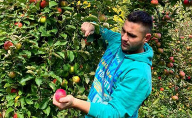 Rekordan rod jabuke u fočanskom kraju