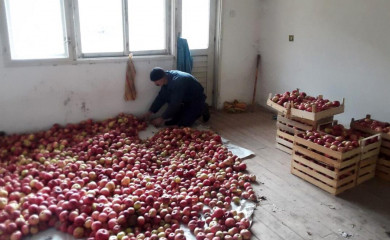 Milan Gagović časti sugrađane jabukama