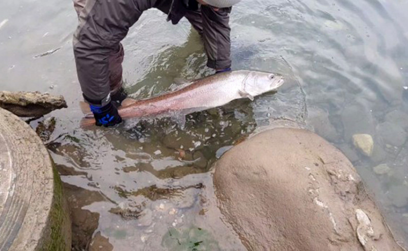 Pedeset mladičara naredna dva dana love “kraljicu drinskih dubina”