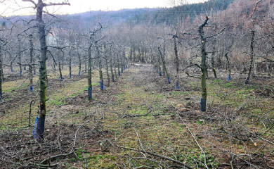 Najčešće greške pri rezidbi i đubrenju voća