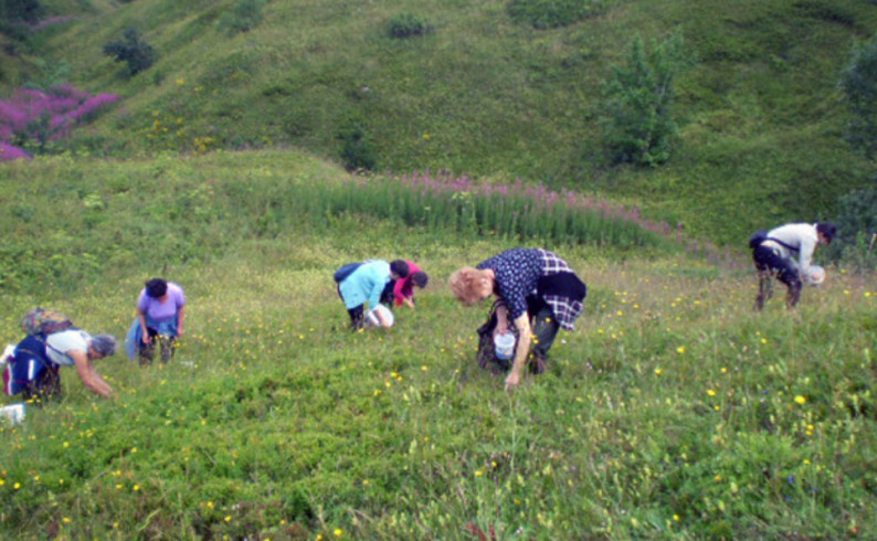 NP „Sutjeska“: Šumski plodovi dobijaju oznaku organskog porijekla