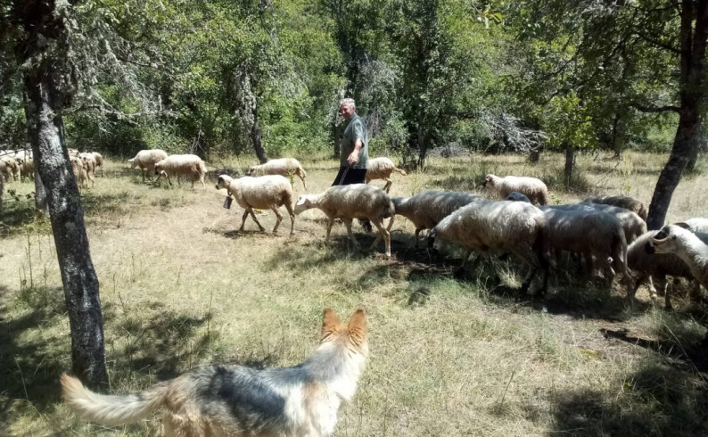 Čedu Vukoviću od vukova stradale 64 ovce
