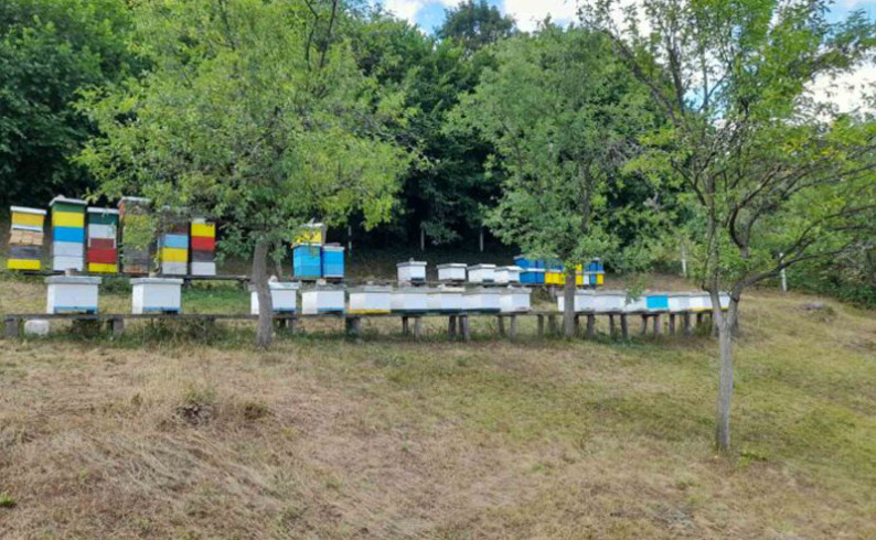 Uprkos hladnom proljeću i štetama od medvjeda, pčele napunile košnice