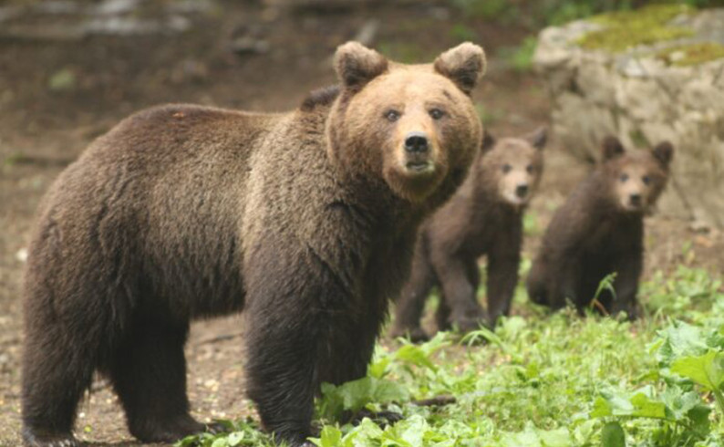 Sve veće štete od divljači