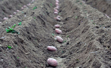 Poljoprivrednici već krenuli sa sjetvom - očekuju dobar prinos