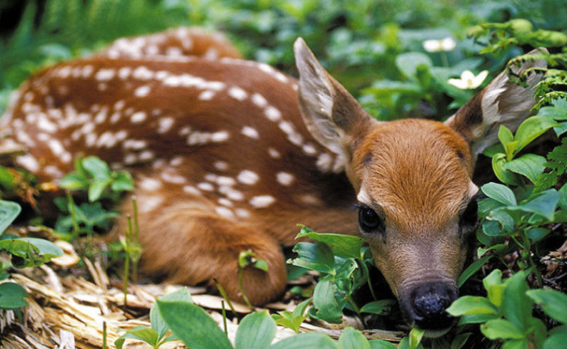 LU "Bakić": "Ne dirati pronađenu mladunčad divljači"