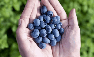 Počinju „Dani borovnice“