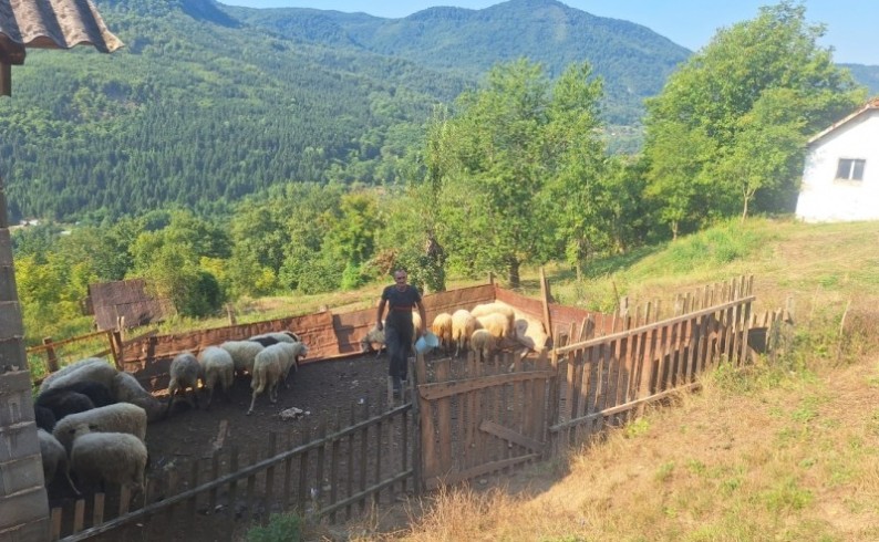 Uz podršku Gradske uprave Škipine proširuju stado i ostaju na selu