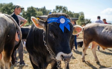 U Gacku nagrađena najbolja grla goveda, ovaca i konja